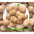 Walnut Kernels Light color Pieces(LP) from Chinese factory